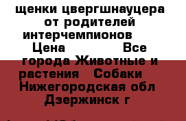 щенки цвергшнауцера от родителей интерчемпионов,   › Цена ­ 35 000 - Все города Животные и растения » Собаки   . Нижегородская обл.,Дзержинск г.